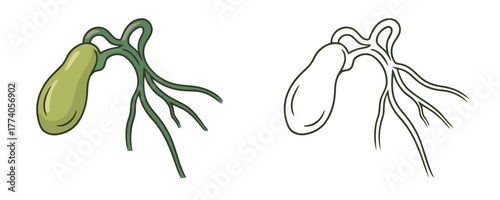 Simple stylized cartoon illustration of the human gallbladder and bile ducts in green on a black background