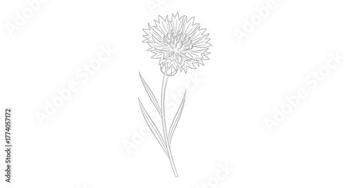 A delicate white flower with stem and leaves isolated on a white background.