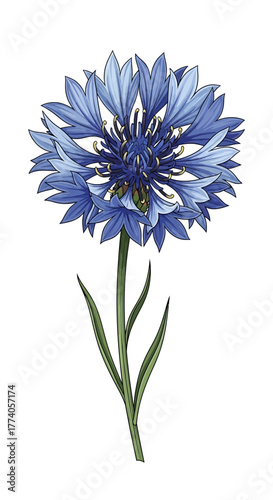 Single blue cornflower with green stem and leaves isolated on white background.