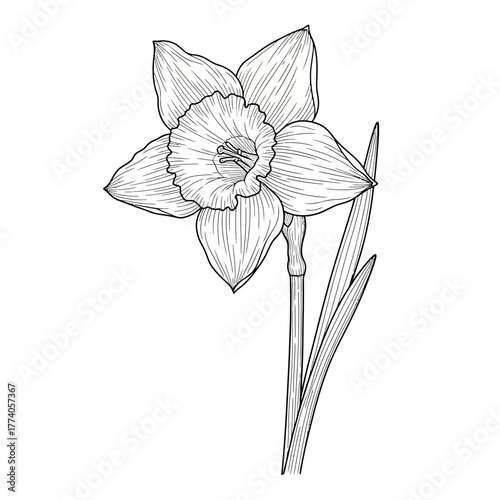 Line drawing of a daffodil flower with stem and leaves on white background.