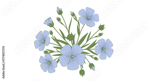Illustration of light blue flax flowers and buds on a white background.