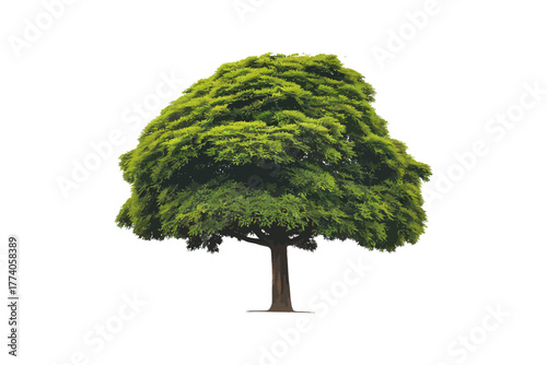 Green tree isolated on white background with leaves and branches