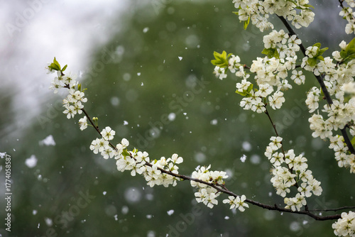 Natural background with weather anomaly snow falling on blooming branches of ...