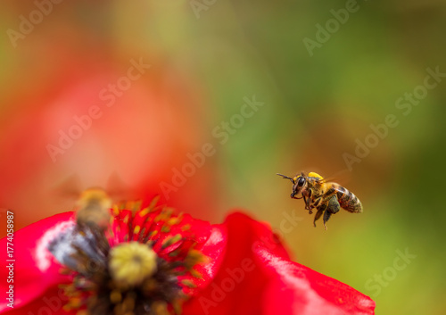 A bee flies over red poppy flowers in a summer meadow and collects golden pol...
