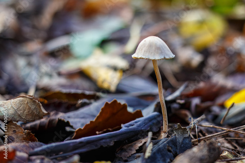 A bonnet mushroom growing in the woodland floor in Gobions Wood Nature Reserve, England