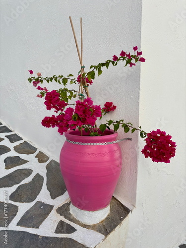 A young fuchsia bougainvillea plant in a bright pink clay pot against a white wall in the streets of a little Spanish village of Paruata