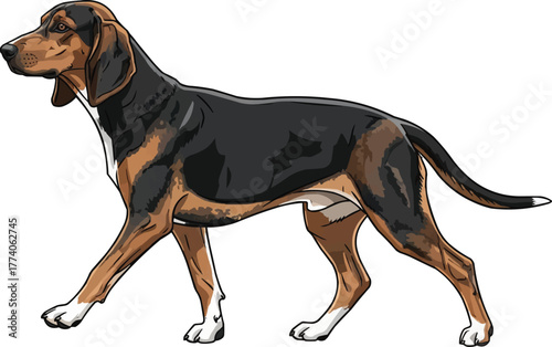 German Hound dog walking trotting pose vector illustration