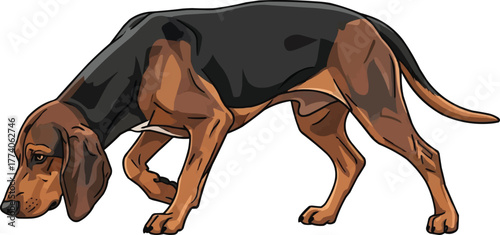 German Hound dog sniffing tracking pose vector illustration