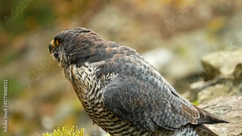 Peregrine falcon bird Falco peregrinus predator, endangered species in the wild nature rocky rocks mountain passerine small. Beautiful feathers beak detail close-up excellent eyesight eyes. Europe
