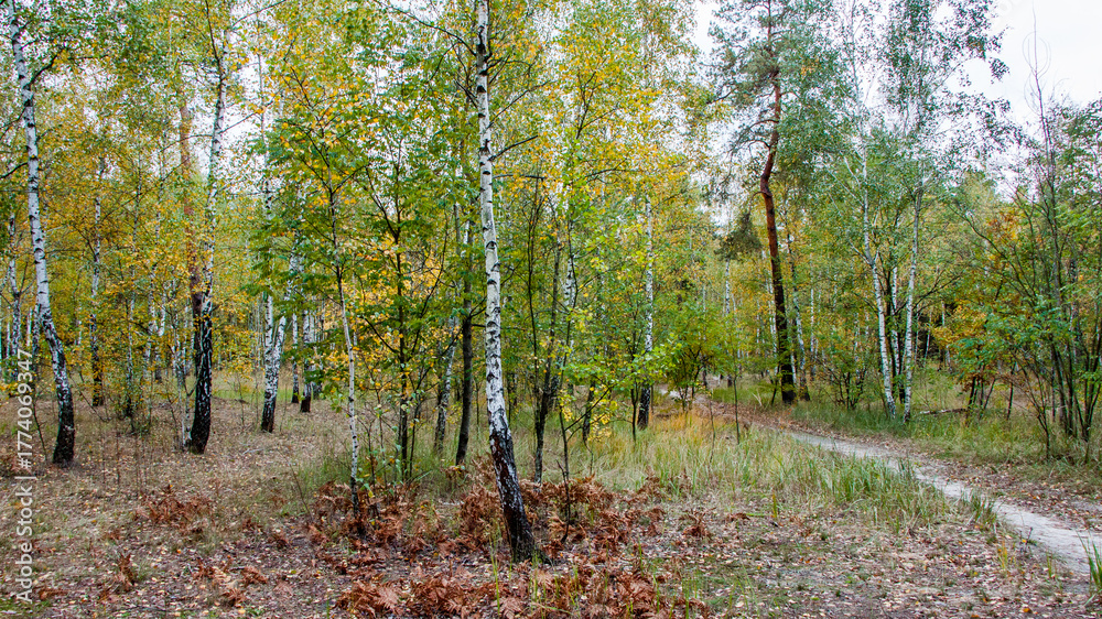 Fototapeta premium autumn in the park