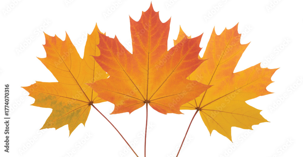 Fototapeta premium Three orange and yellow maple leaves on white autumn