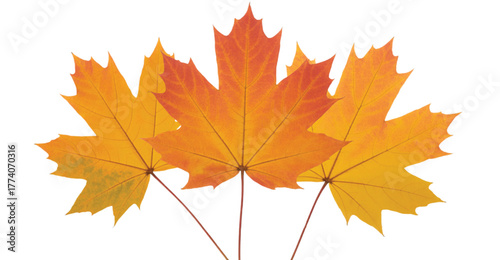 Three orange and yellow maple leaves on white autumn