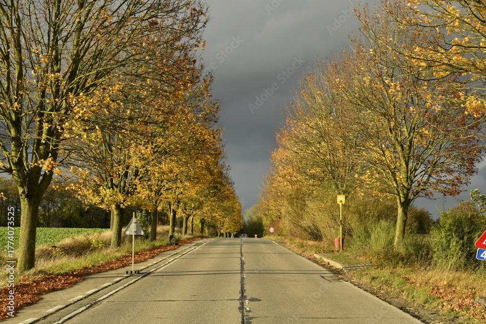 Obraz premium Route à deux bandes entre les platanes sous le soleil et nuages gris en automne à Écaussinnes-d'Enghien (Soignies)