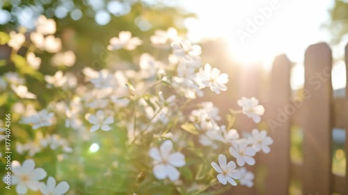 Soft white flowers bloom in sunlight near a weathered wooden fence