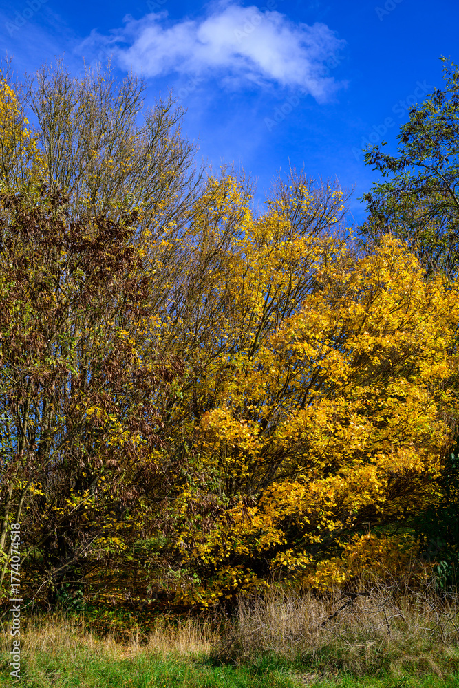 Fototapeta premium Golden Leaves Under a Blue Sky