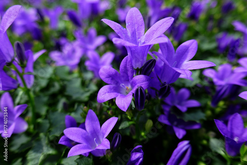 Dalmatiner Polster-Glockenblume