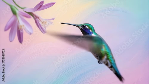 Vibrant hummingbird hovers near delicate purple flower against a soft, blended background