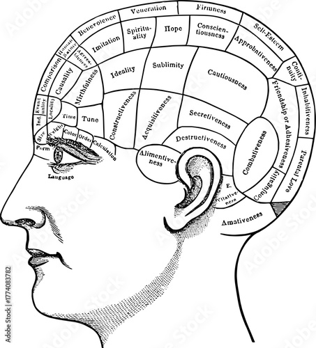 Phrenology head chart illustration, vintage mind map, brain sectioning for personality traits, historical psychology, self-awareness, and mental health