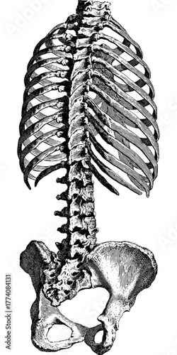 Detailed vintage anatomical drawing of human ribcage, pelvis and spine for medical study or educational illustration, conveying history and knowledge