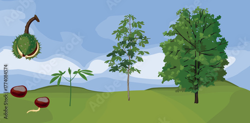 Life cycle of horse chestnut tree (Aesculus hippocastanum). Growth stages from seed and sprout to old tree and green crown