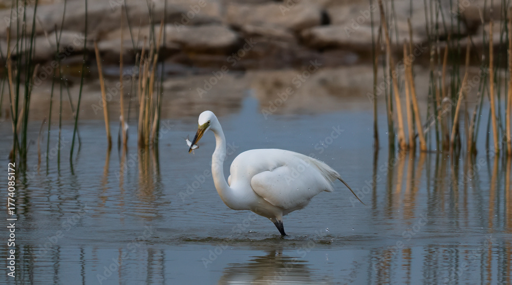 Fototapeta premium Egret with Fish