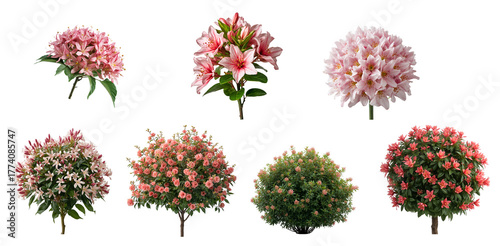 A bush of flowering Calycanthus isolated on a transparent background