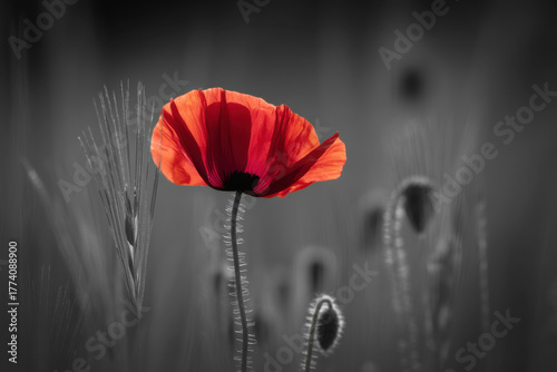 World War remembrance day. Red poppy is symbol of remembrance to those fallen in war 
