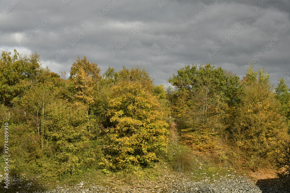 Fototapeta premium Les couleurs de l'automne sous une éclaircie par temps gris d'une forêt à Sosoye (Anhée-Dinant)