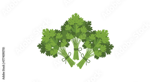 Fresh bunches of vibrant green cilantro ready for cooking delicious dishes, adding zest and flavor to your favorite recipes and meals today