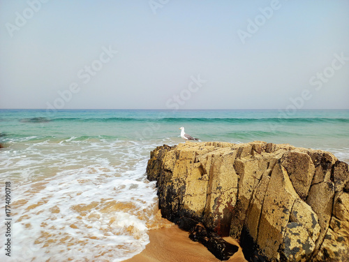 Seagull relaxing on a water break. Seascape with a seagull on the rocks under a blue sky. Coastline background.