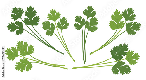 Fresh cilantro sprigs add a vibrant and flavorful touch to your culinary creations, perfect for adding aroma and zest to any meal