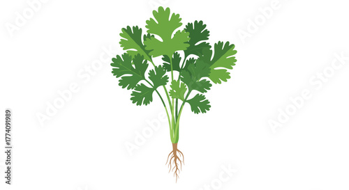 Vibrant bunch of fresh cilantro with visible roots, perfect for culinary inspiration and healthy eating visuals