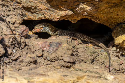 Close-up of a wall lizard with prey inside a small cave, showcasing natural wildlife behavior, detailed scales, and rocky habitat