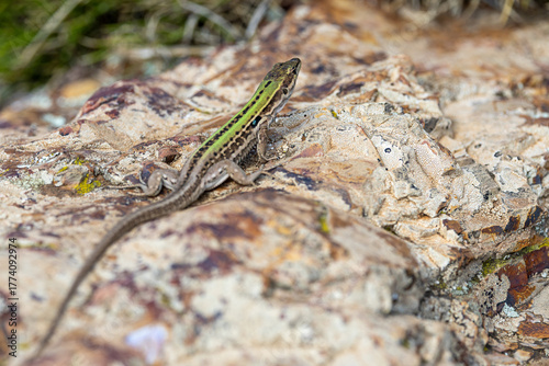 Close-up of a Ruin Lizard - Podarcis siculus - Sitting Calmly on a Weathered Rock in Natural Habitat