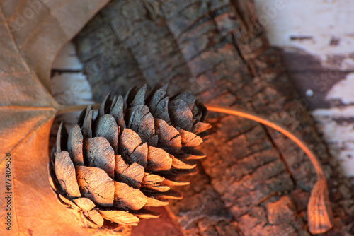 A pine cone, a dry leaf and a piece of bark