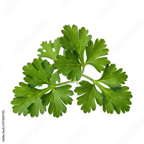 Close-up of vibrant green parsley leaves against a stark black background