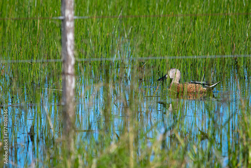 Mallard swimming on the flooded field , in Argentina