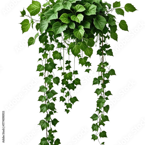 Lush green ivy, cascading down. Nature's elegance, on a black background