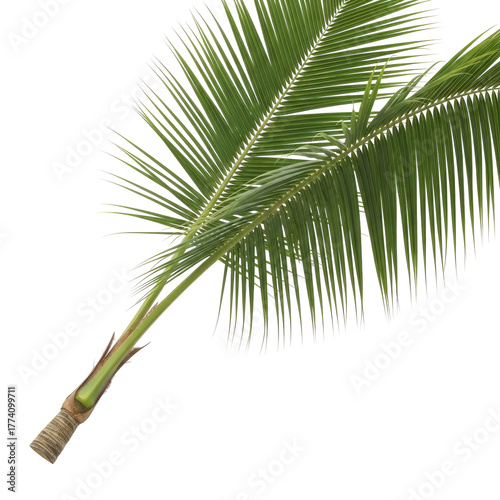 A vibrant, close-up shot of a tropical palm frond, isolated on black