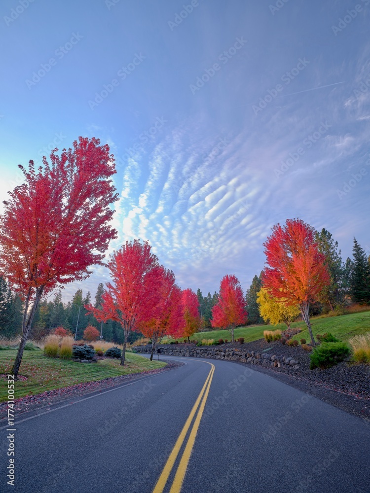 Obraz premium Bright red leaves on trees line a street in autumn near Coeur d'Alene, Idaho