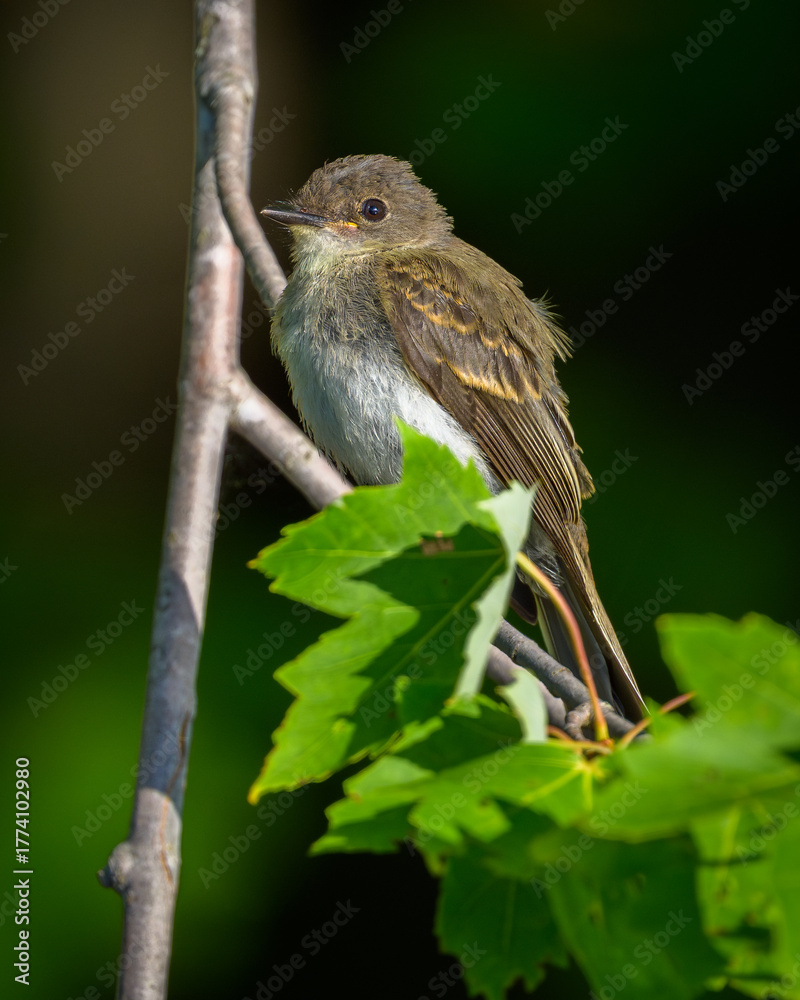 Fototapeta premium Eastern Phoebe bird perching on tree branch