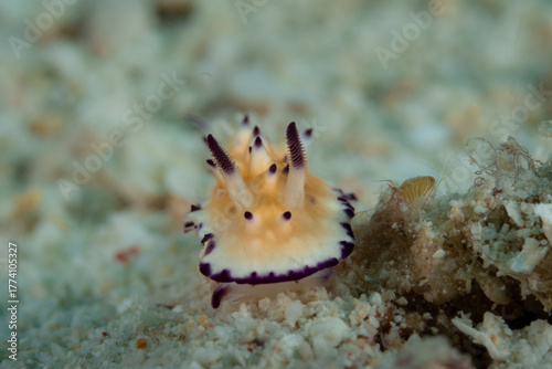Nudibranch 
