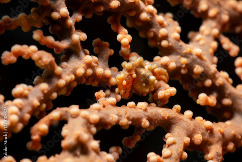 Pygmy Seahorse in the Philippines