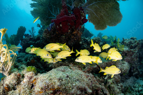 Yellow snapper 