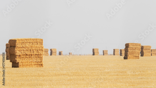 Bales of hay in field in summer 