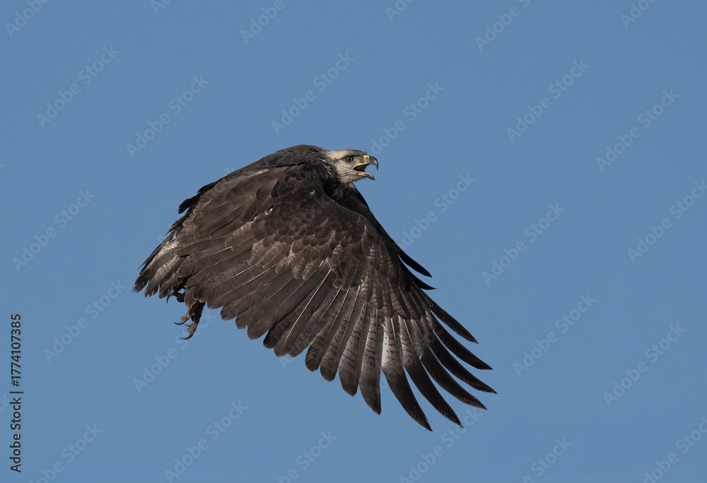 Obraz premium Aguila coronada volando