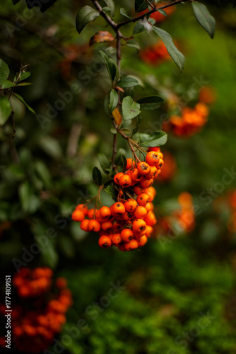 red berries on a tree
