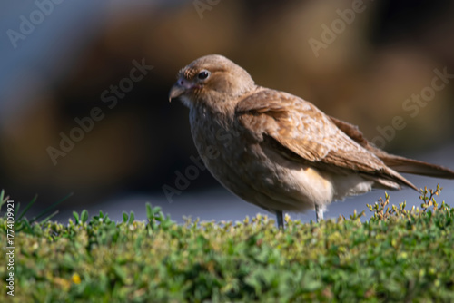 Chimango perched on the coast , in Argentina