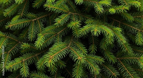 Detailed close up of vibrant green pine tree branches for holiday or nature concepts