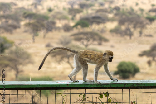 Fotografía A young vervet monkey (Chlorocebus pygerythrus) walks along a green railing in the savannah of Tarangire National Park, Tanzania